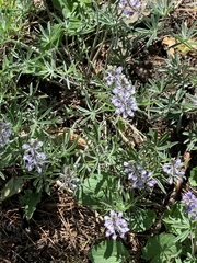 Lupinus bingenensis