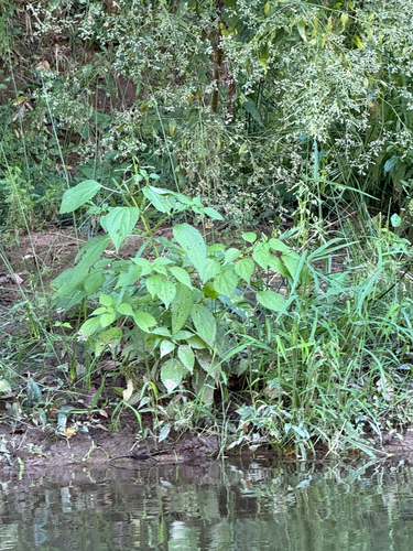 Boehmeria cylindrica, photograph 6