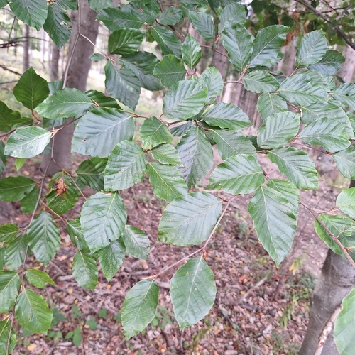 European beech