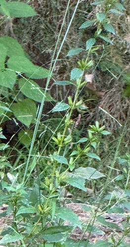 Mimulus alatus, photograph 4