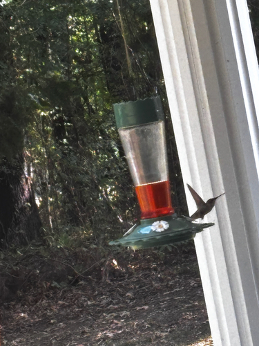 Ruby-throated Hummingbird