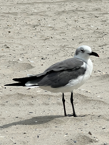 Laughing Gull