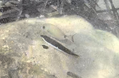 Mediterranean Rainbow Wrasse
