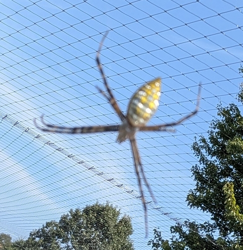 Banded Garden Spider