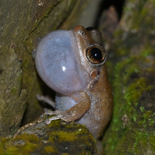 Eleutherodactylus coqui observed 2026-09-13
