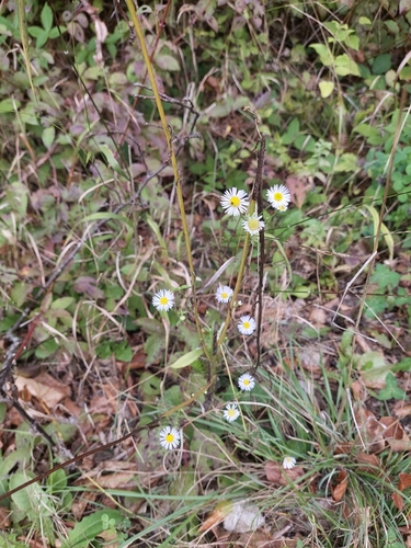 annual fleabane