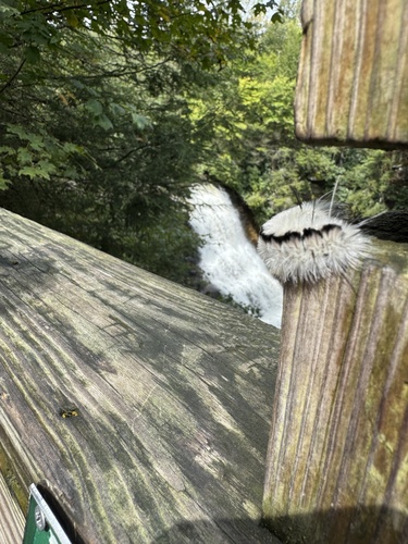 Hickory Tussock Moth