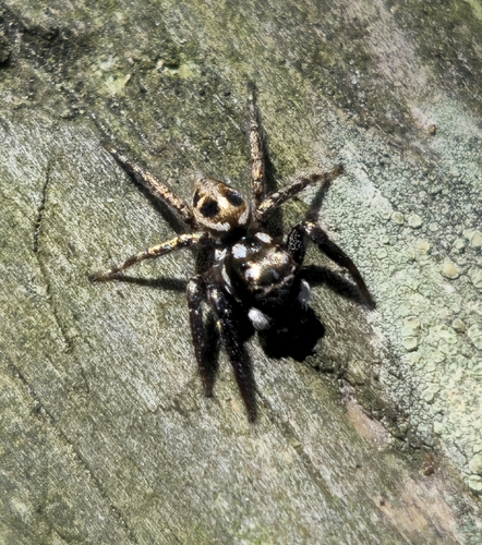 Twin-flagged Jumping Spider