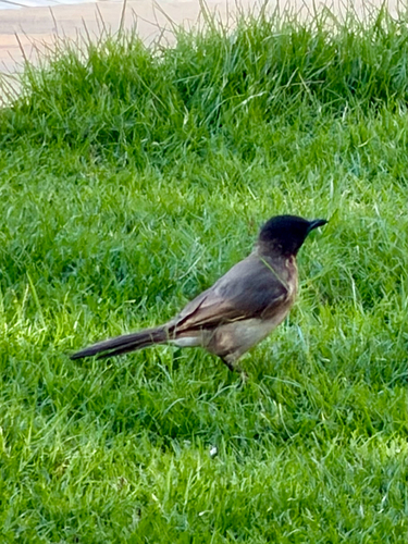 Common Bulbul