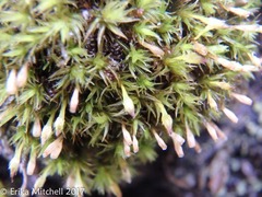 Ulota crispula