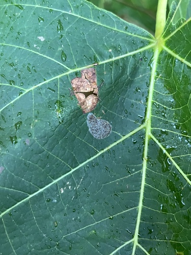Basswood Round-blotch Miner Moth photo 4