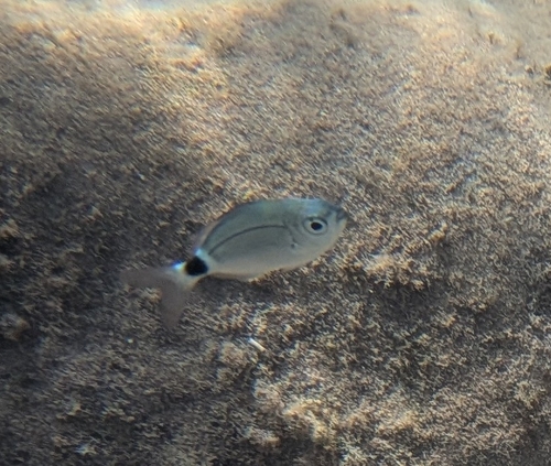 Saddled Seabream