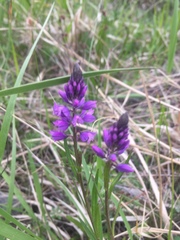 Polygala comosa