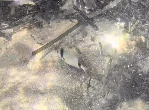Common Two-banded Seabream