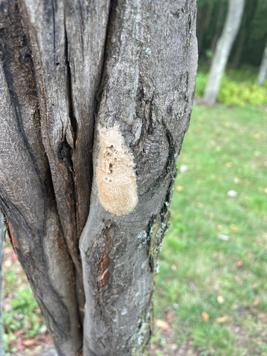 Spongy Moth