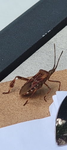 Western Conifer Seed Bug