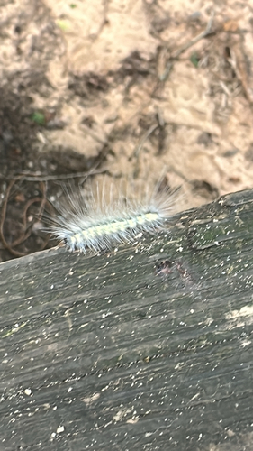 Fall Webworm Moth