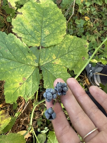 European dewberry