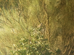 Galerida cristata