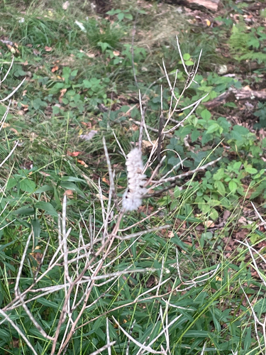 Hickory Tussock Moth