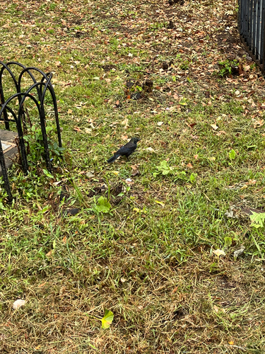 Common Grackle
