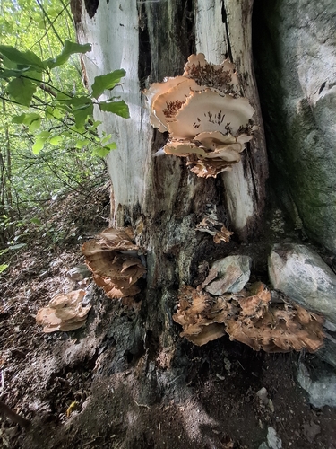 Giant Polypore