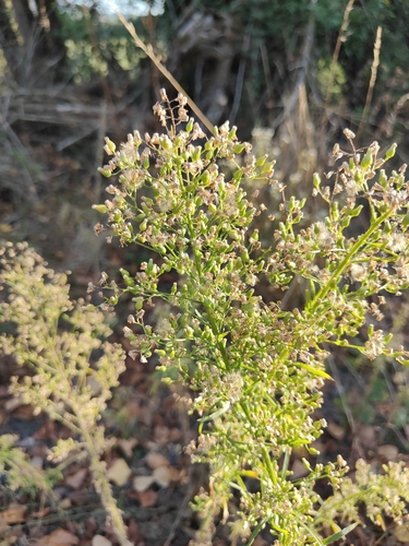 horseweed
