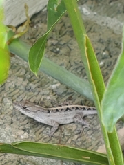 Anolis sagrei