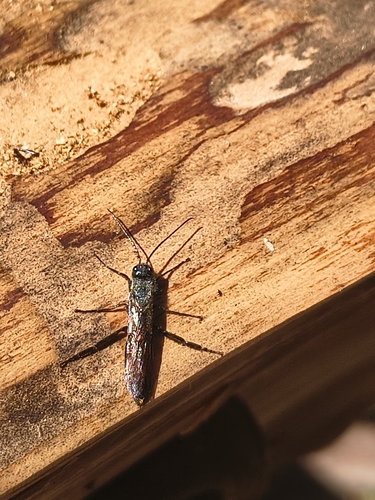 Areolate Woodwasp