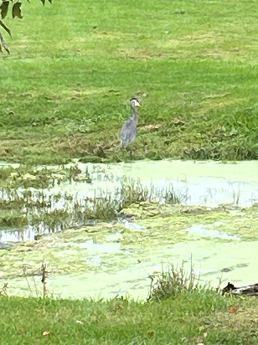 Great Blue Heron