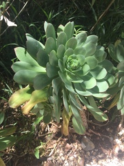Aeonium arboreum