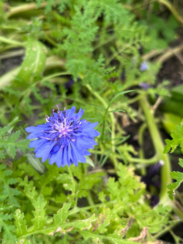Cornflower