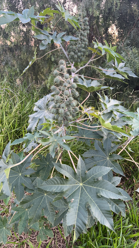 castor bean