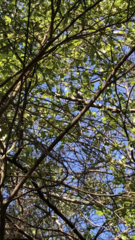 Dumetella carolinensis