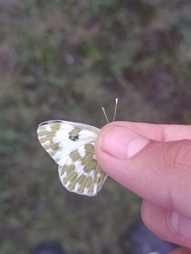Eastern Bath White