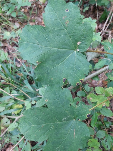 sycamore maple