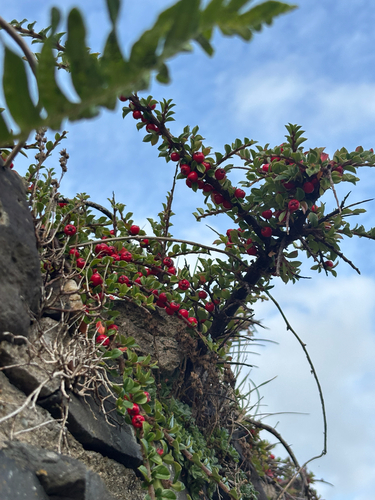 Wall cotoneaster