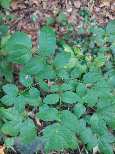 European ash