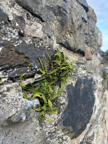 maidenhair spleenwort