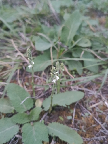 Autumn Ladies' Tresses