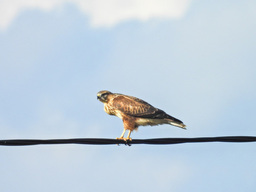 Common Buzzard