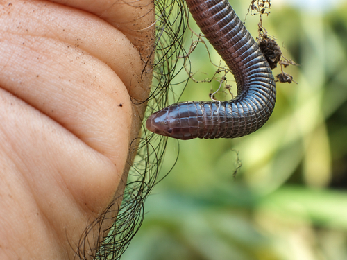 Central Iberian Worm Lizard