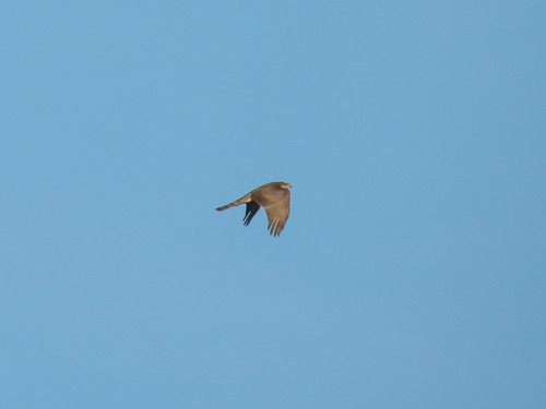 Eurasian Sparrowhawk