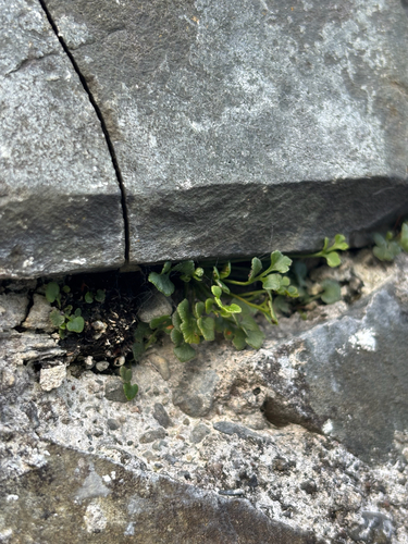 wall-rue