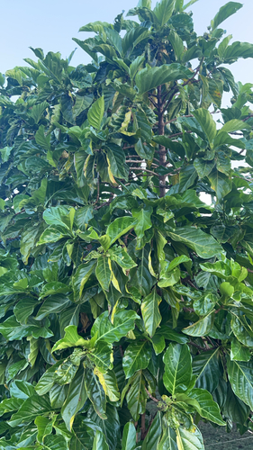 Noni