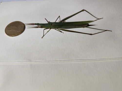 Mediterranean Slant-faced Grasshopper