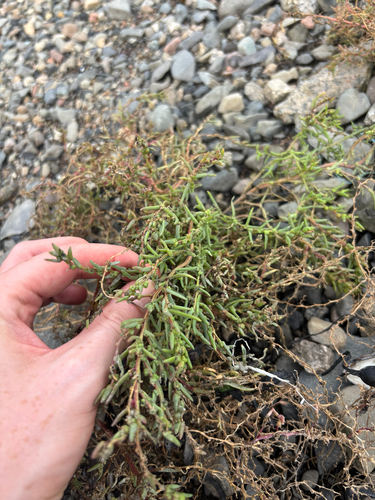 Herbaceous Seepweed