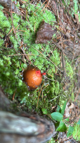 stalked puffball-in-aspic