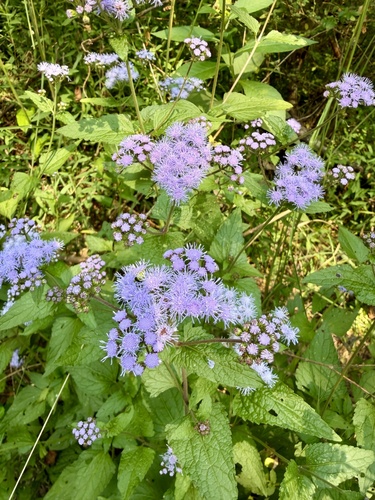blue mistflower