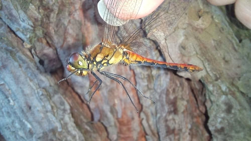Ruddy Darter